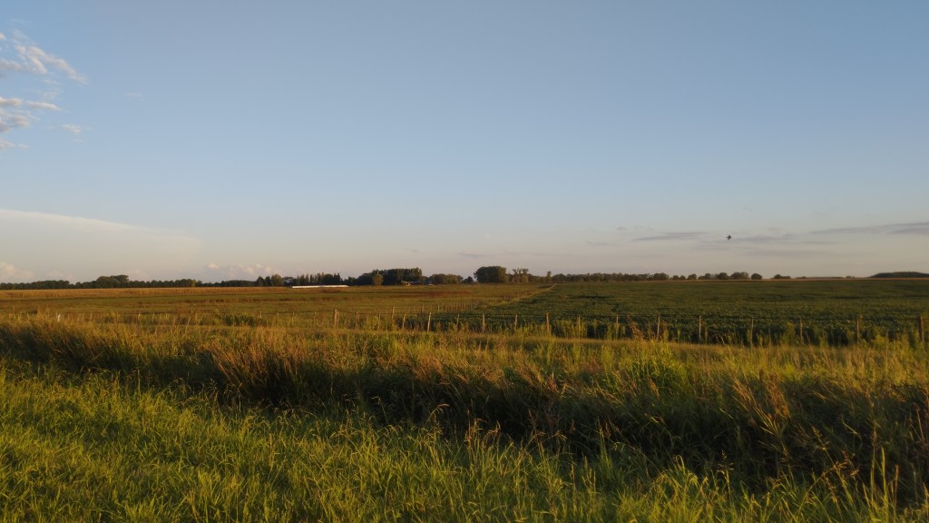 Buenos rindes para la soja y el maíz en Junín.