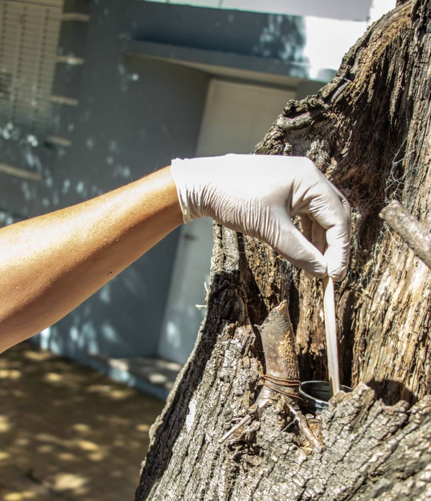Ovitrampas contra el dengue en Junín.