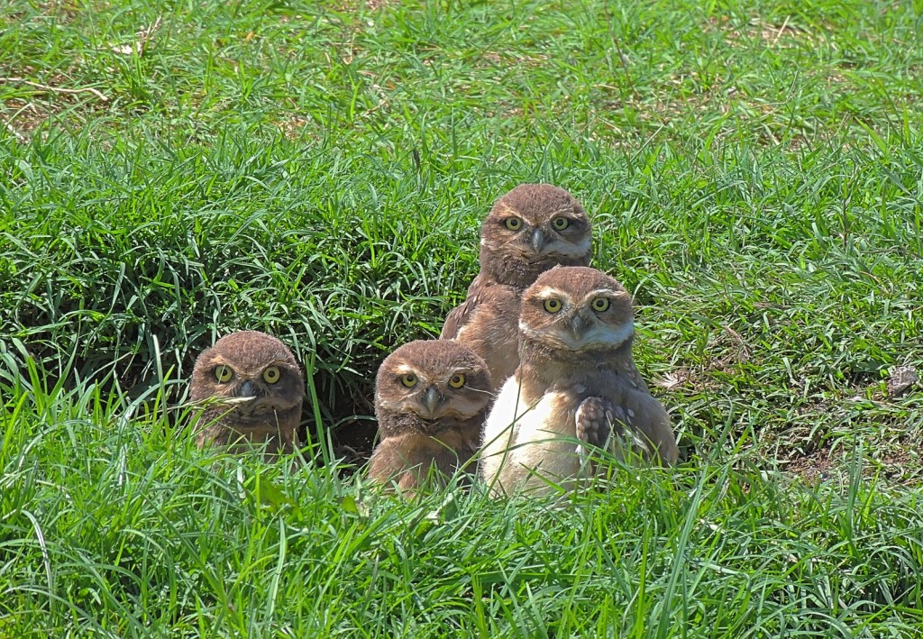 Alas y plumajes: una muestra fotográfica revela la belleza de las aves de&nbsp;Junín