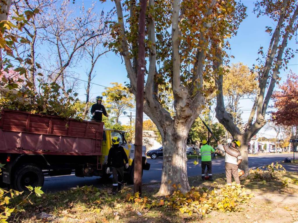 Junín refuerza la seguridad y el mantenimiento urbano con un plan anual de poda de&nbsp;árboles