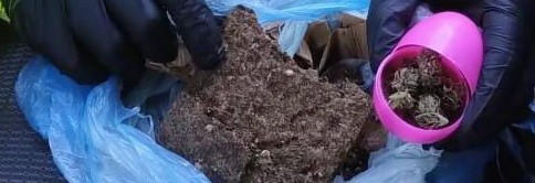 Narcotest positivo: Gendarmería secuestró marihuana en un vehículo que venía de Chacabuco a&nbsp;Junín