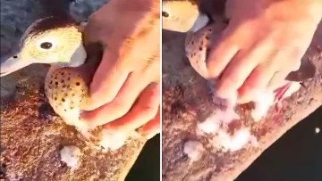 Impactante video: la ola polar congeló a un pato en un tanque de agua de Trenque Lauquen: cómo fue el dramático&nbsp;rescate