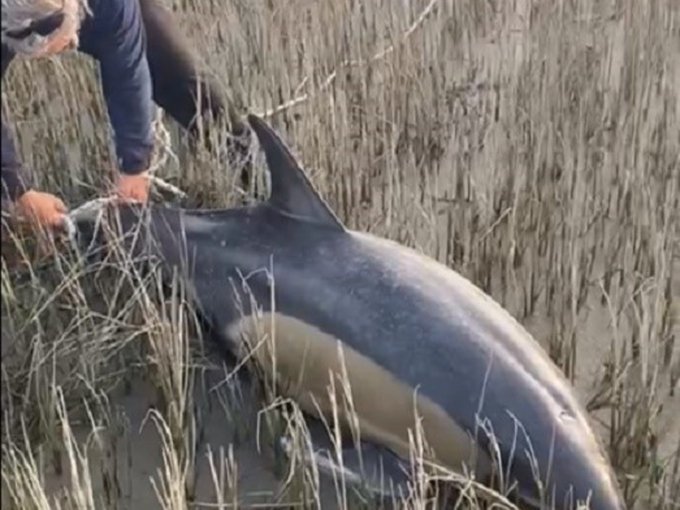 Un vecino de Rojas rescató a dos delfines varados en San Antonio Este y los devolvió al mar
