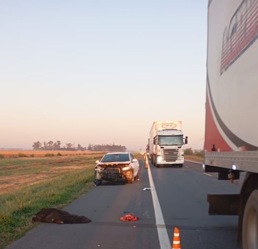 Impactó contra un jabalí de 100 kilos en la Ruta 7 y sufrió&nbsp;heridas