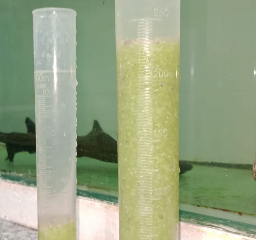 Junín recibe 60.000 ovas de pejerrey para continuar con recuperación ecológica de sus lagunas