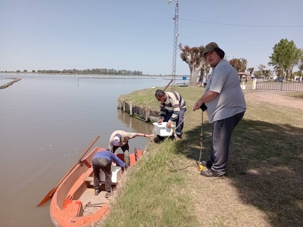 Junín recibe 60.000 ovas de pejerrey para continuar con la recuperación ecológica de sus&nbsp;lagunas