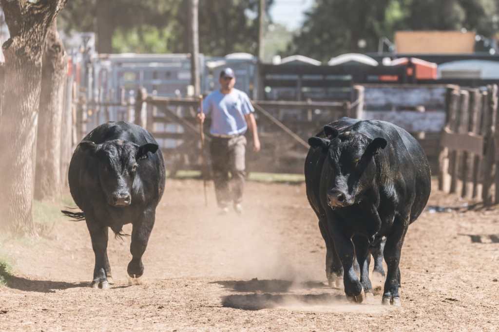 Mirá las fotos de la Expo Rural de Lincoln&nbsp;2024