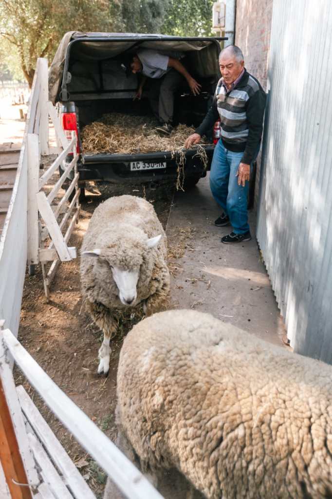Reviví los mejores momentos de la Expo Rural de Lincoln 2024 con nuestra galería de fotos. Mirá cómo se vivió la primera jornada de esta fiesta del campo y la industria.