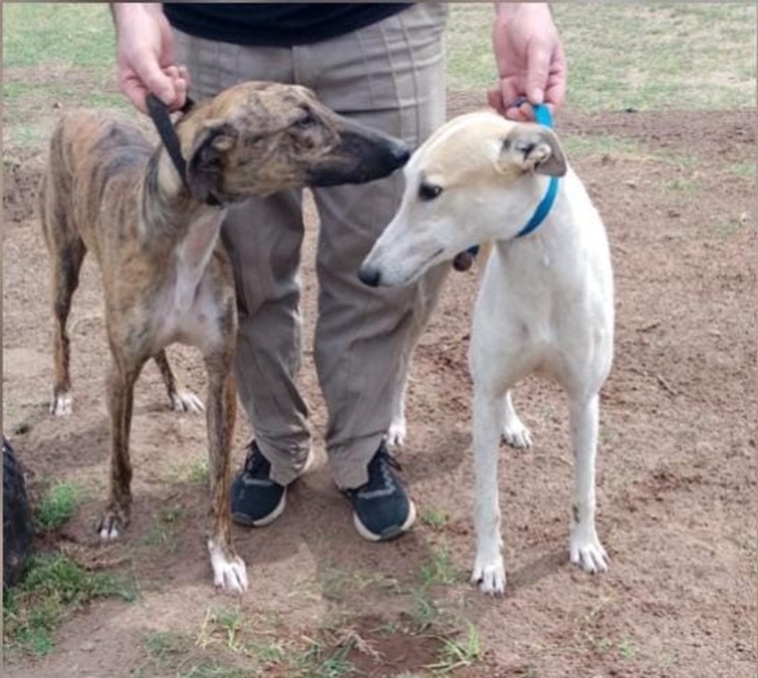 Caza furtiva en Junín: el Comando de Prevención Rural labró 36&nbsp;infracciones