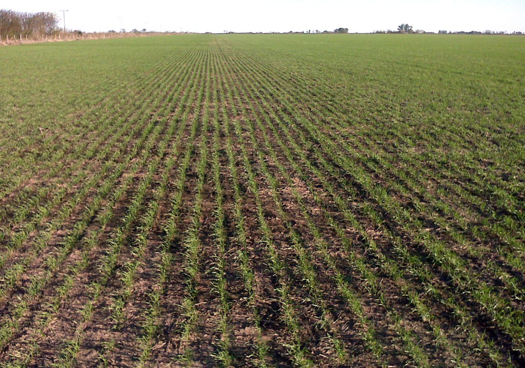Las lluvias en Junín trajeron alivio al campo y esperanza para la siembra de&nbsp;soja