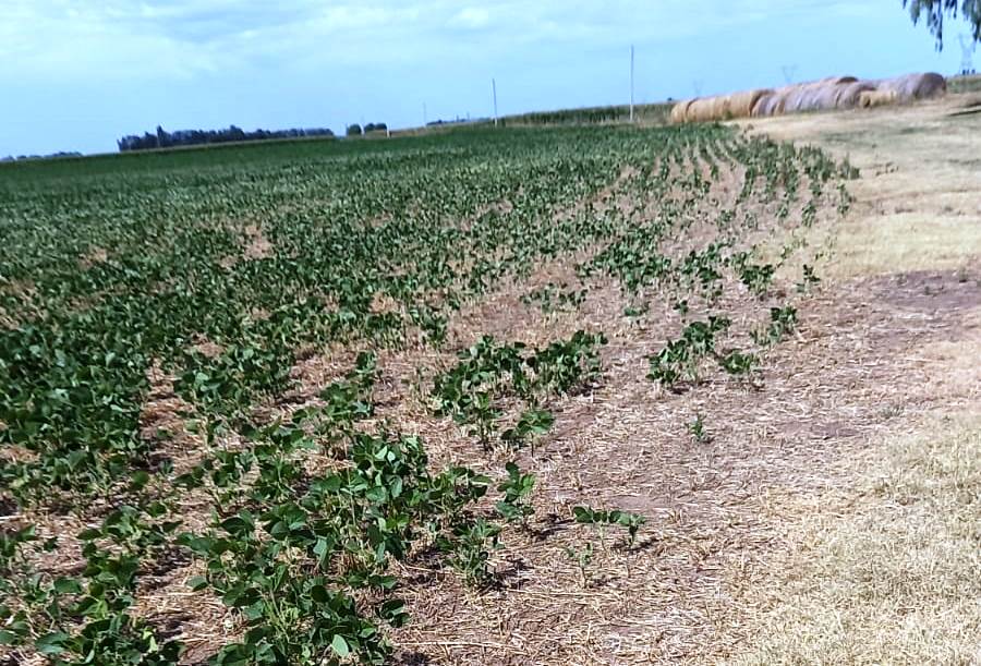 La falta de lluvias y los reclamos por las retenciones recrudecen el malestar del campo en Junín y la Región: «Hay mucha&nbsp;angustia»