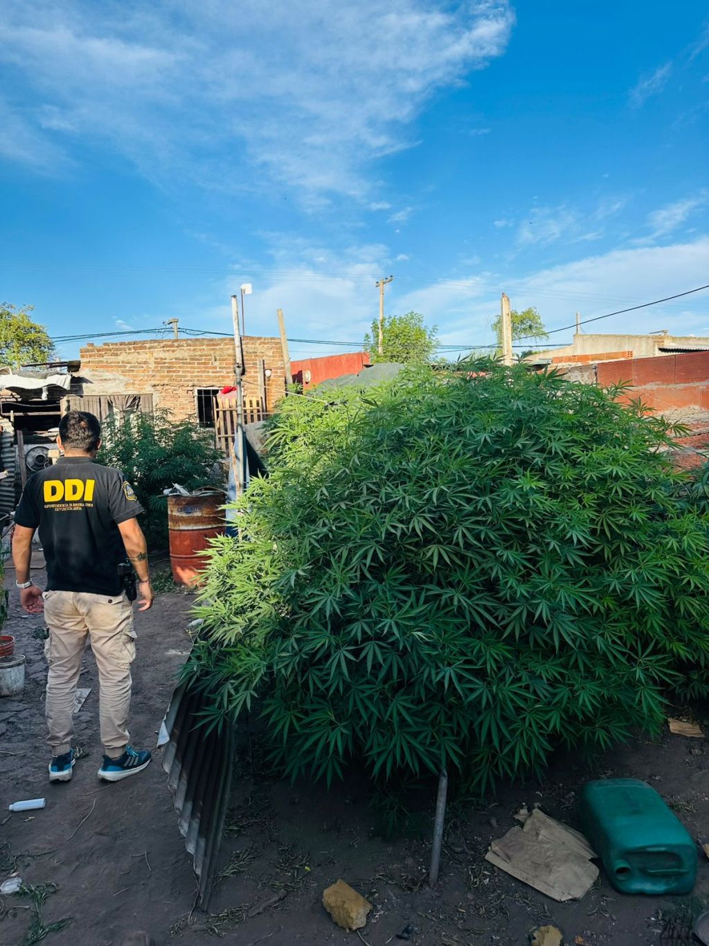 Chacabuco: secuestran 12 plantas de marihuana tras procedimiento de urgencia en el barrio Malvinas&nbsp;Argentinas