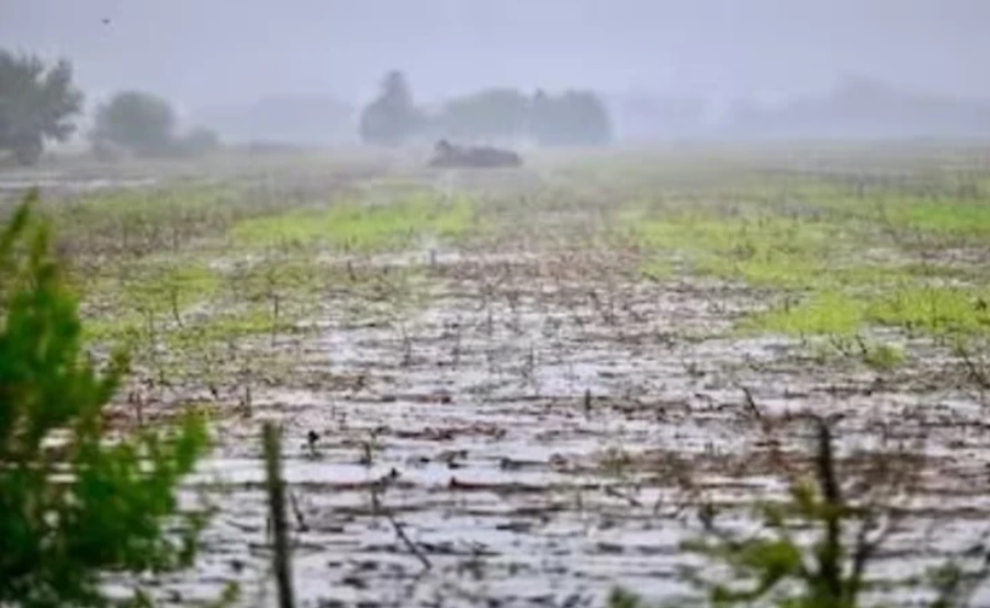 La lluvia llegó tarde, pero trajo algo de alivio a los cultivos en Junín y la&nbsp;Región
