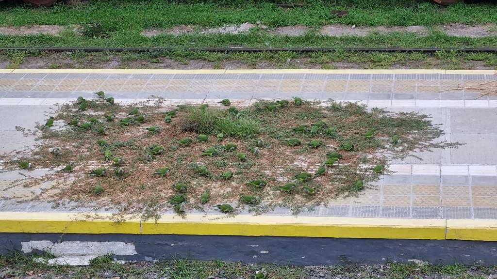 Cotorras, pastizales y abandono: la cruda y angustiante postal de la obra paralizada del paso bajo nivel de Rivadavia en&nbsp;Junín