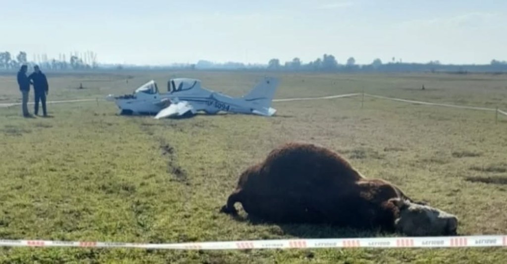Drama en Chivilcoy: una avioneta chocó contra un toro durante el aterrizaje, el animal murió y los pilotos&nbsp;sobrevivieron