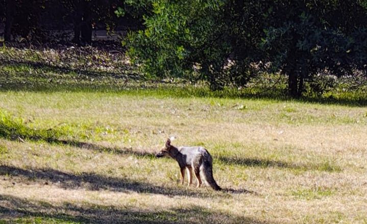 Sorpresa en Junín: un zorro apareció en el Cerrito Colorado y fue fotografiado por un&nbsp;vecino