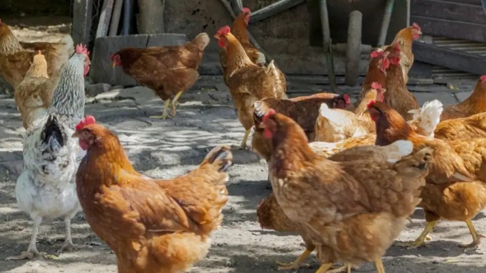 Brote de influenza aviar en Los Toldos: Argentina suspende exportaciones por caso&nbsp;positivo