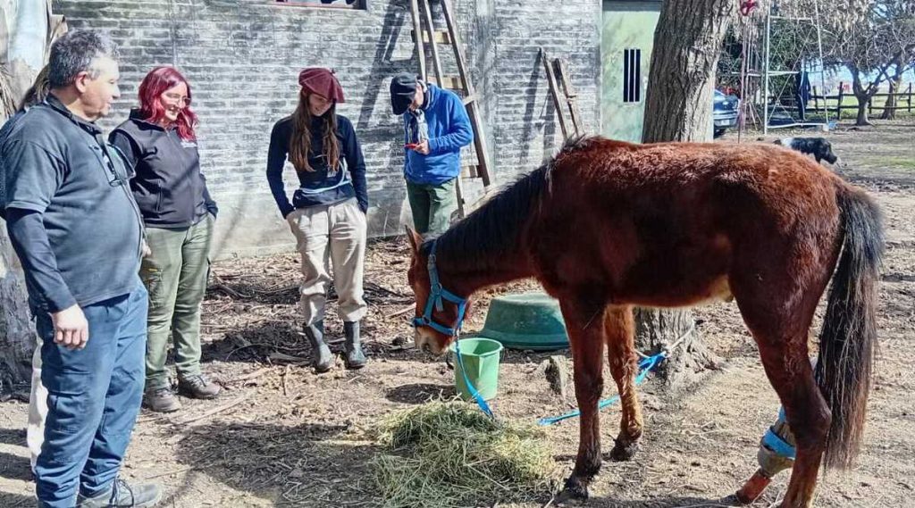 De la tragedia a la esperanza: el increíble viaje de Pampero, el caballo de Lincoln que volvió a caminar. (Foto: gentileza La Posta del Noroeste).