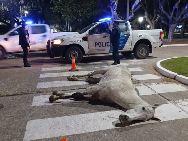 Los Toldos: un caballo murió en plena calle tras ser atropellado por una camioneta