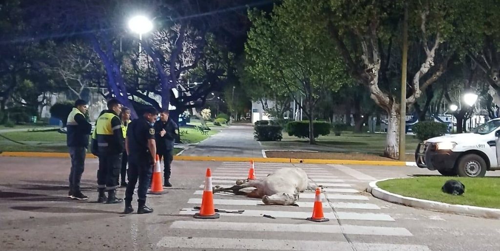 Los Toldos: un caballo murió en plena calle tras ser atropellado por una camioneta. (Foto: gentileza Periódico Impacto de Los Toldos).