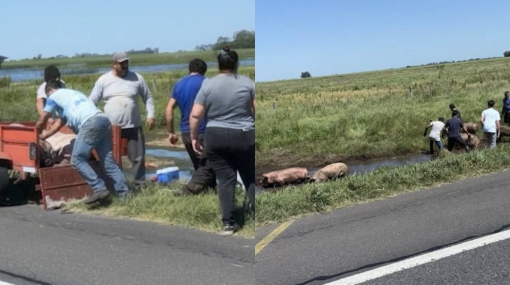 Chacabuco: volcó un camión con cerdos en la Ruta 7 y decenas de vecinos se llevaron los&nbsp;animales